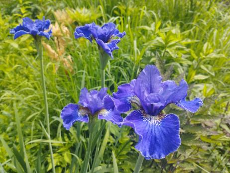 Ирис Сoncord crush (Сибирский)