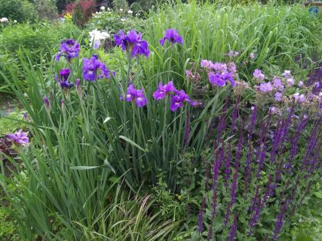 Ирис Сoncord crush (Сибирский)