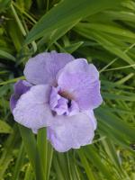 Ирис Rigamorale (Сибирский)
