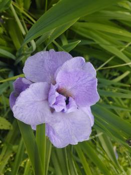 Ирис Rigamorale (Сибирский)
