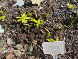 Флокс Курочка ряба (Долженко)