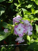 Флокс Курочка ряба (Долженко)