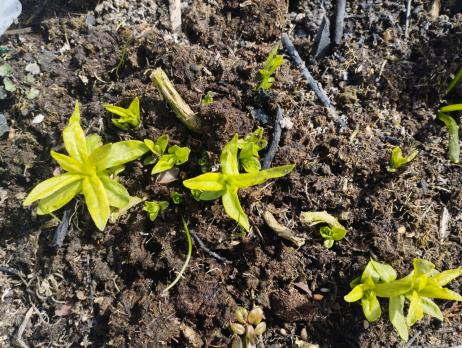 Флокс Курочка ряба (Долженко)