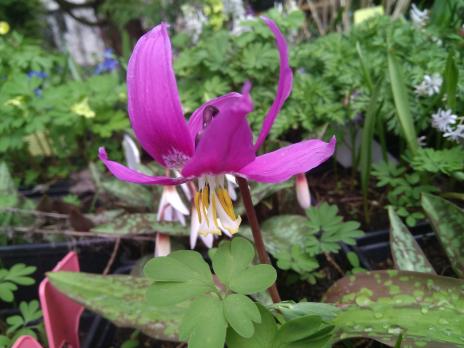 Кандык Rosea (Сибирский)