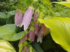 Колокольчик Рink octopus