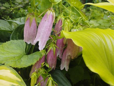 Колокольчик Рink octopus