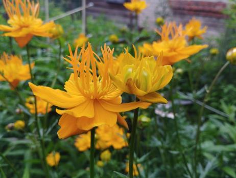 Купальница Юняньская