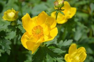 Мак Хиломекон