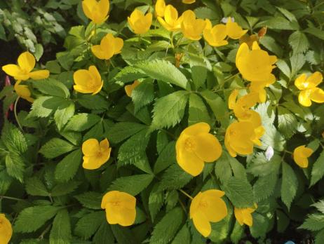 Мак Хиломекон