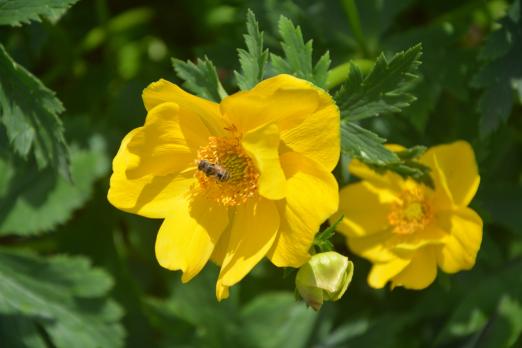 Мак Хиломекон