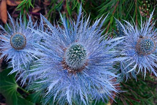 Cинеголовник Big blue