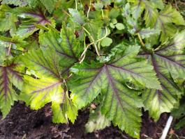 Филипендула Red umbrella