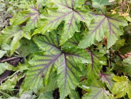 Филипендула Red umbrella