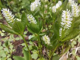 Хлорант Японский