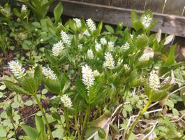 Хлорант Японский