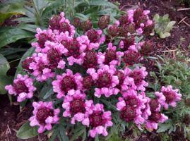 Черноголовка Summer daze