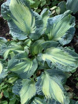 Хоста Guardian angel (L)