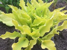 Хоста Little miss magic (S)