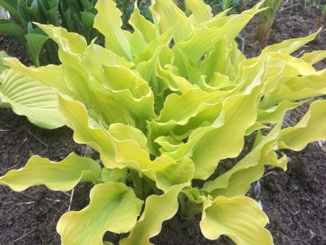 Хоста Little miss magic (S)