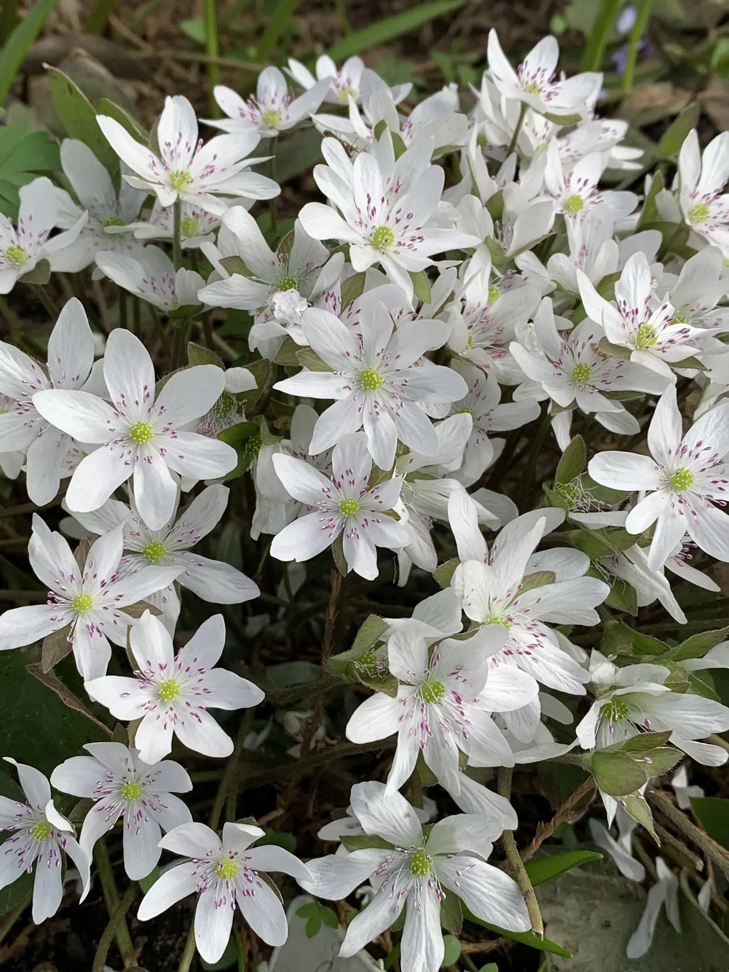 Печеночница белая с розовыми тычинками (Nobilis)