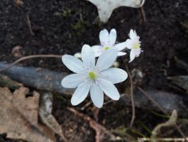 Печеночница белая с розовыми тычинками (Nobilis)