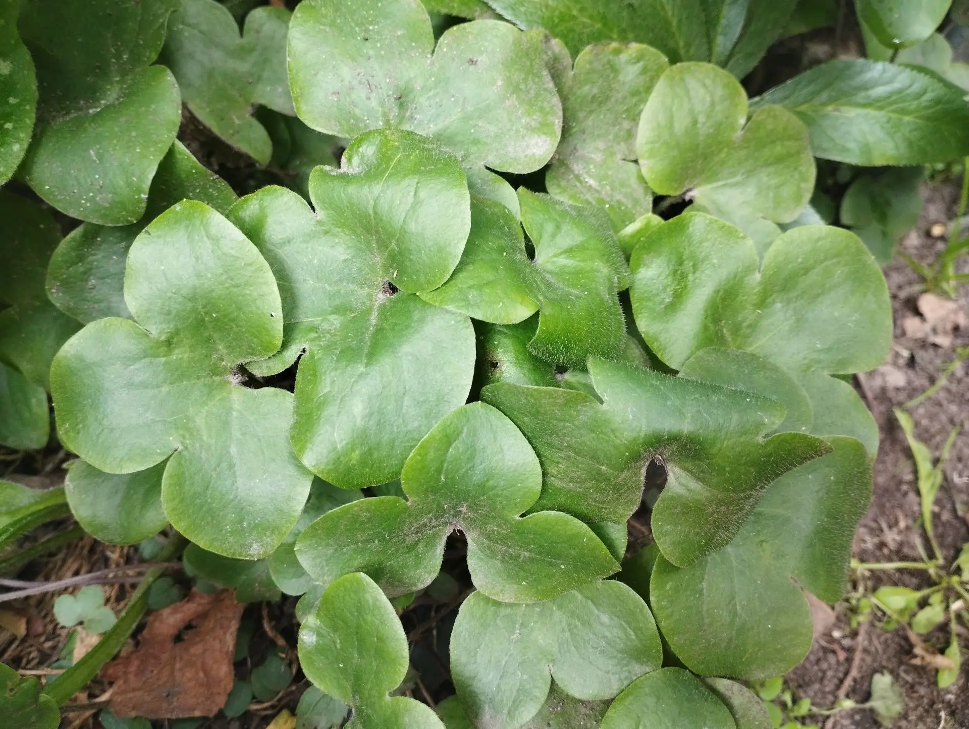 Печеночница белая с розовыми тычинками (Nobilis)