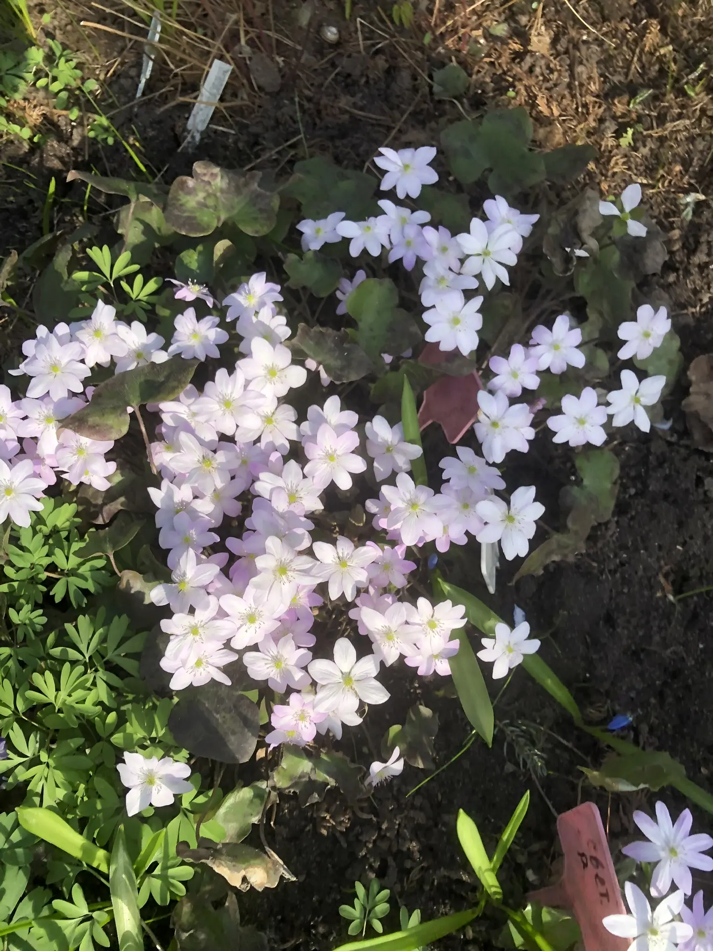 Печеночница белая с розовыми тычинками (Nobilis)