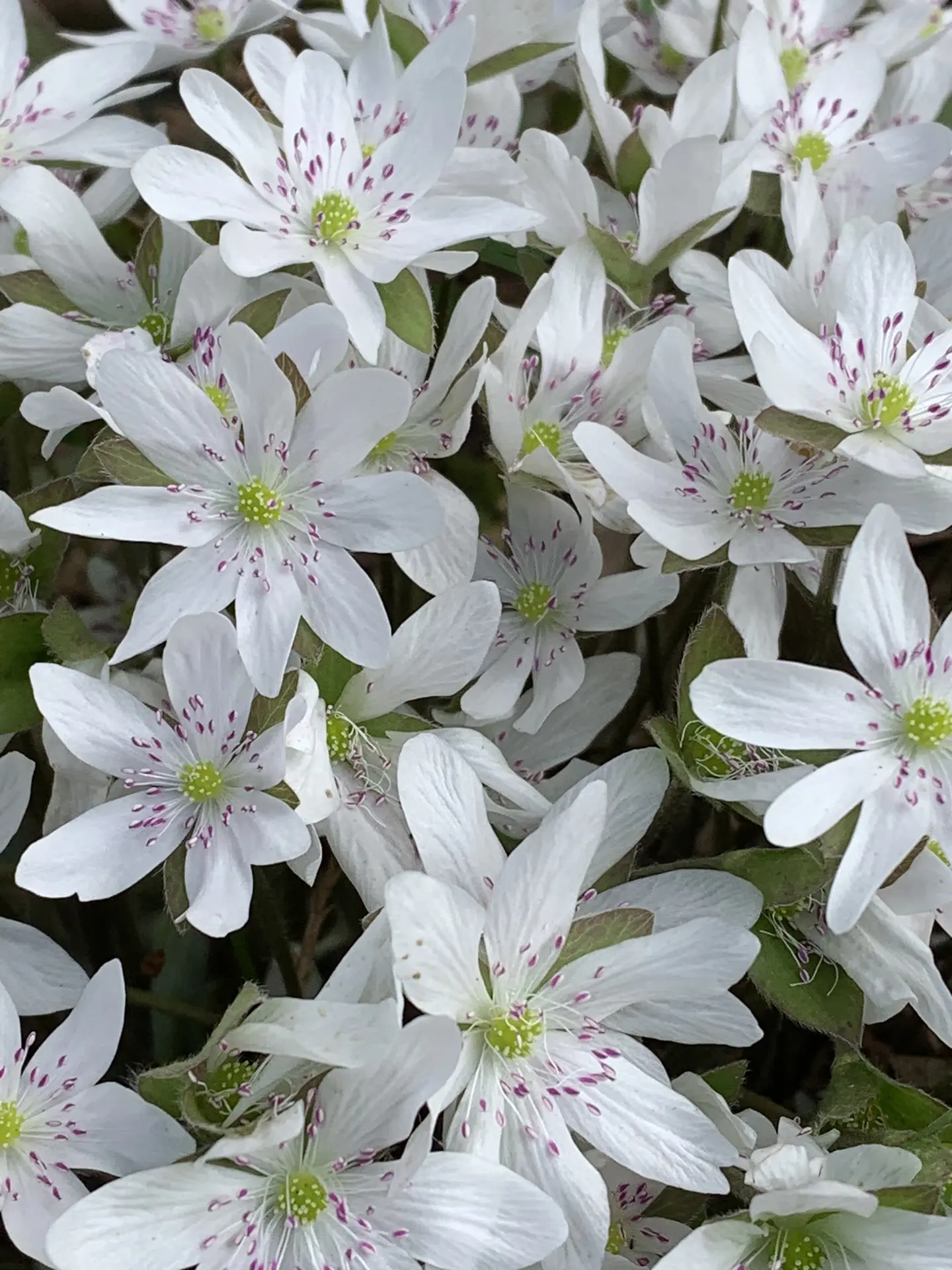 Печеночница белая с розовыми тычинками (Nobilis)