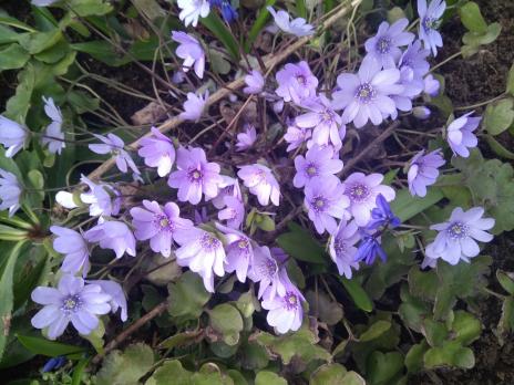 Печеночница Вlue jewel (Transsilvanica)