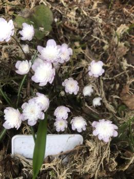 Печеночница Мария Луиза