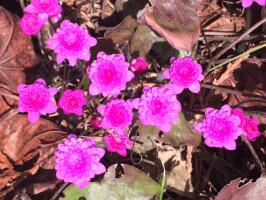 Печеночница Розовая Plena