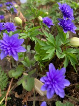 Печеночница Синяя Plena