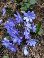 Печеночница Синяя (Nobilis)