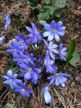 Печеночница Синяя (Nobilis)