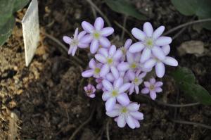 Печеночница Цвет яблони (Nobilis)