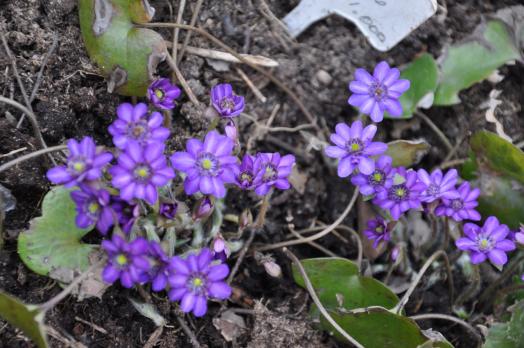 Печеночница Пурпурная (Японская)