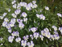 Фиалка Rebecca (Рогатая)