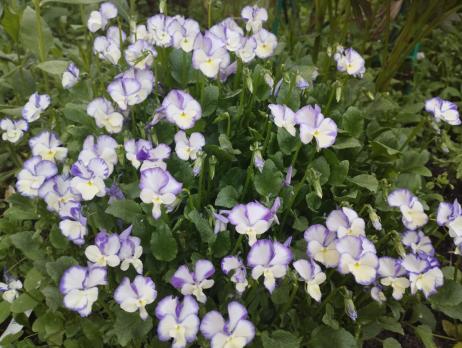 Фиалка Rebecca (Рогатая)