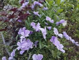 Фиалка Boughton Blue (Рогатая)