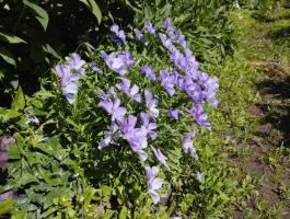 Фиалка Boughton Blue (Рогатая)