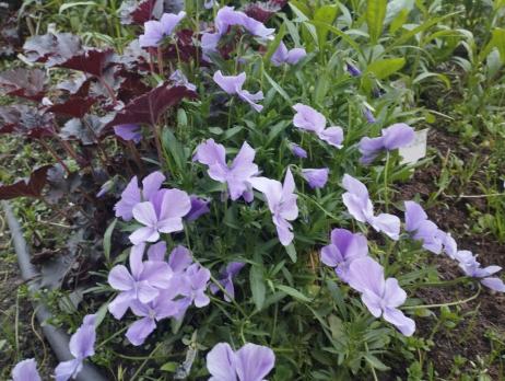 Фиалка Boughton Blue (Рогатая)