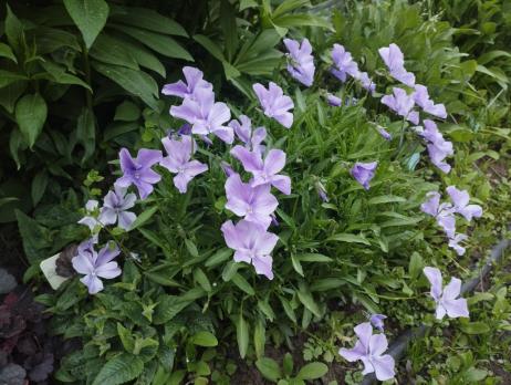 Фиалка Boughton Blue (Рогатая)