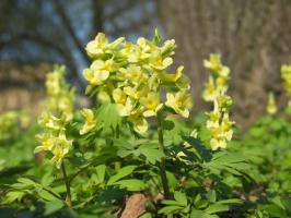 Хохлатка Bracteata (крупноприцветниковая)