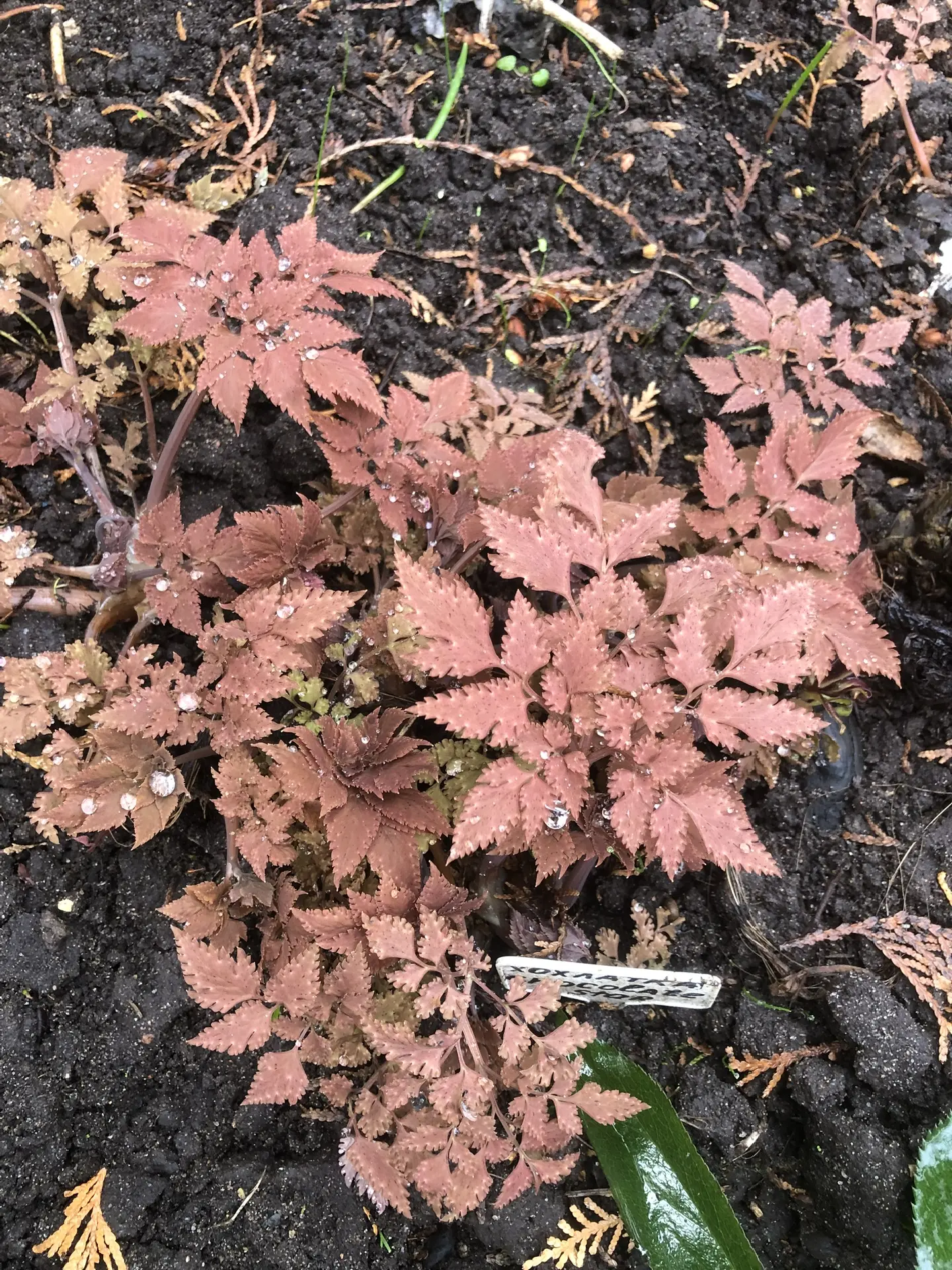 Хохлатка Chocolate star