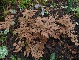 Хохлатка Chocolate star