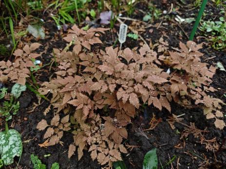 Хохлатка Chocolate star