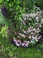 Шалфей Caradonna (Дубравный)