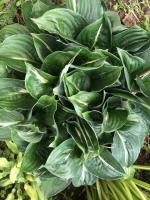 Хоста Victor (M)
