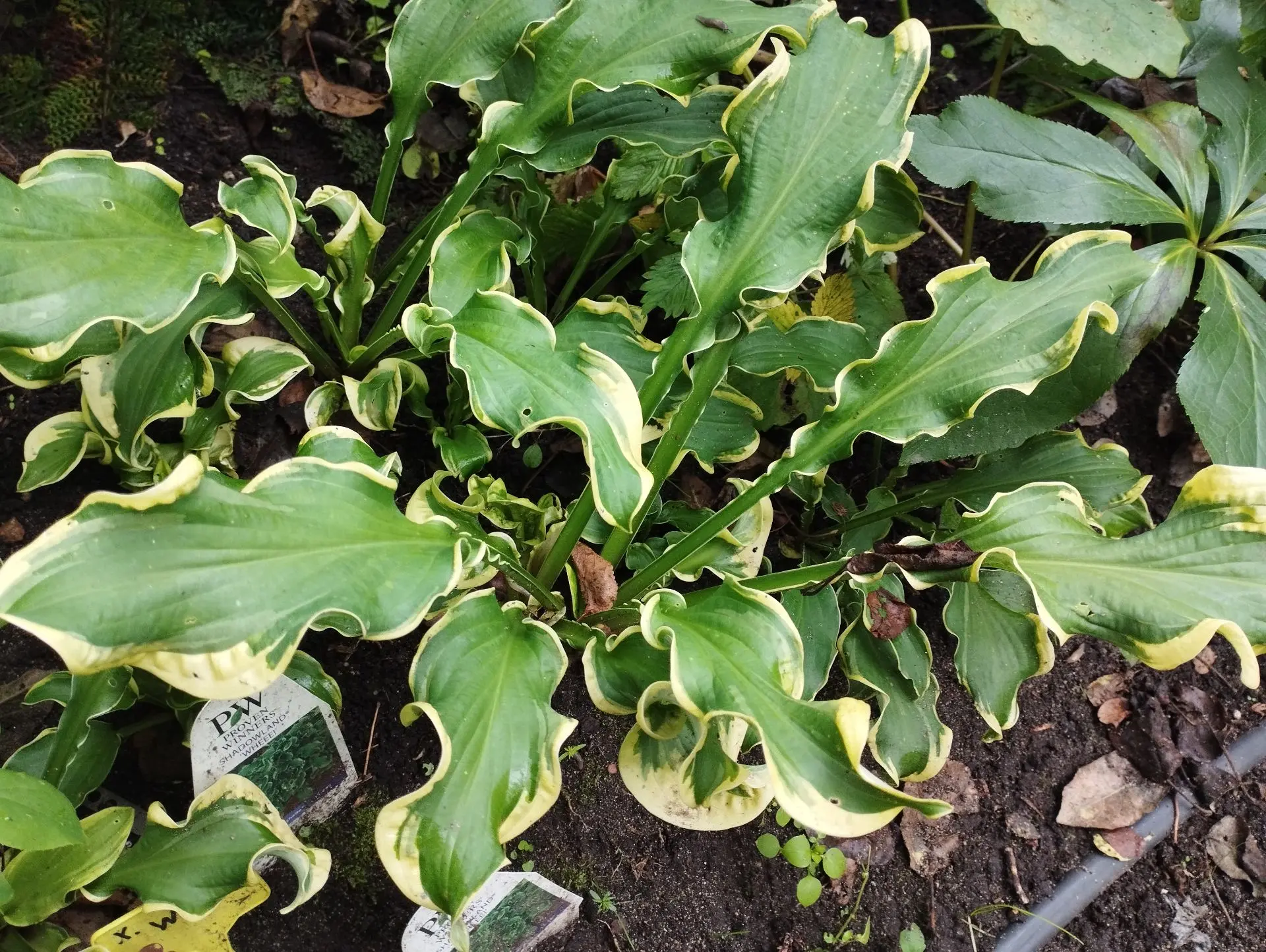 Хоста Wheee!!! (М)