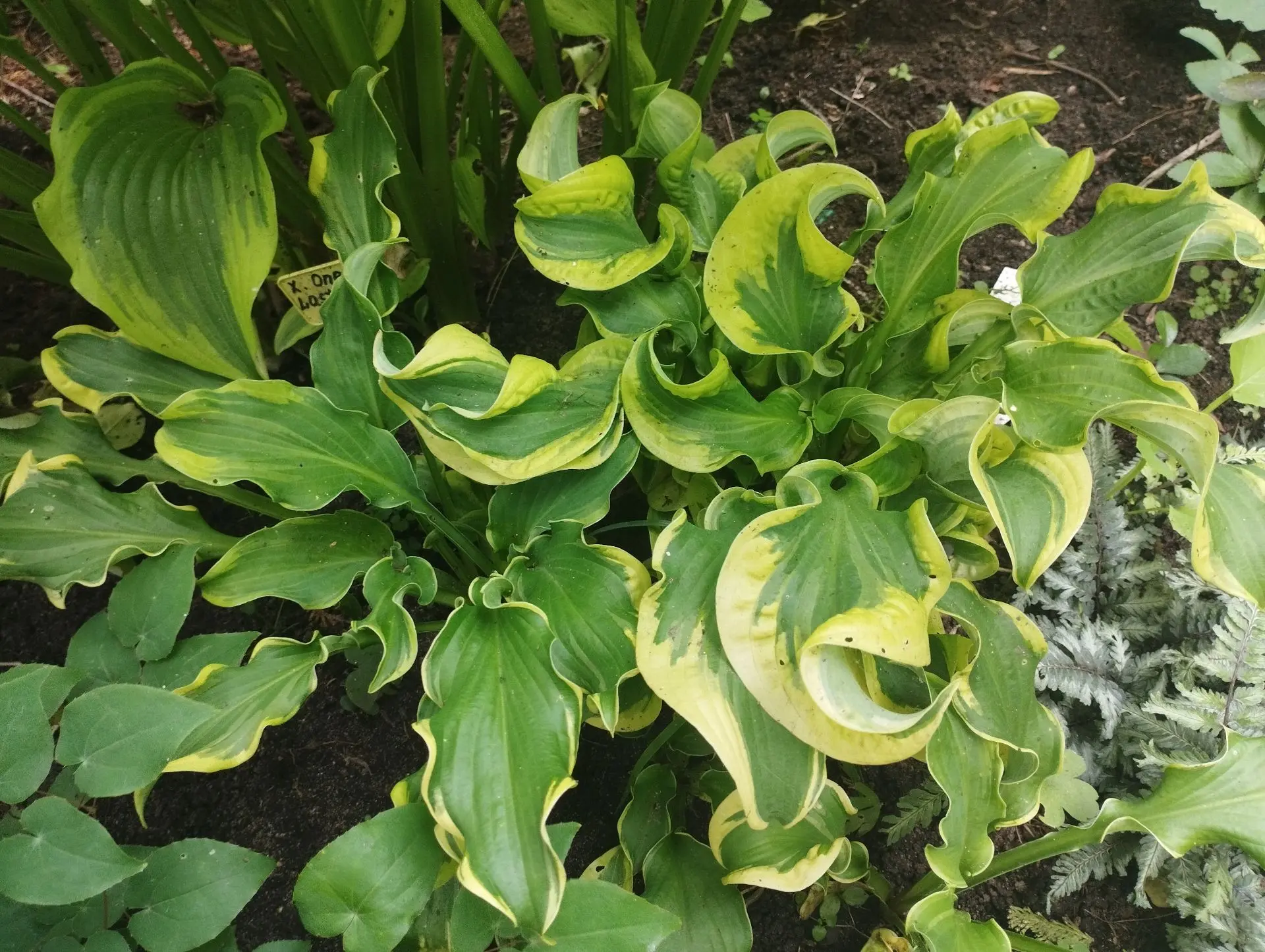 Хоста Wheee!!! (М)